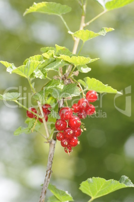 Rote Johannisbeeren