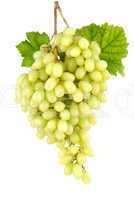 Kernlose süße Weintrauben auf weiß