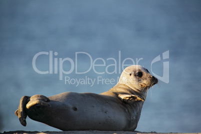 Seehund (Phoca vitulina); Harbor Seal (Phoca vitulina)