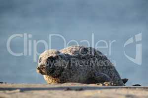 Seehund (Phoca vitulina); Harbor Seal (Phoca vitulina)