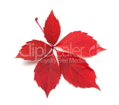 Red autumn virginia creeper leaves
