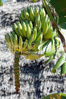 Zanzibar, Nungwi: a bunch of bananas
