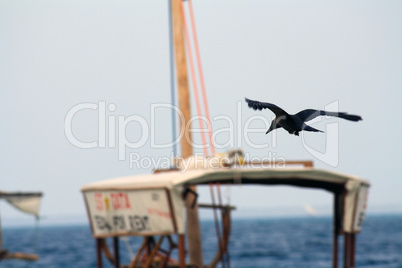 Zanzibar, Nungwi: crow