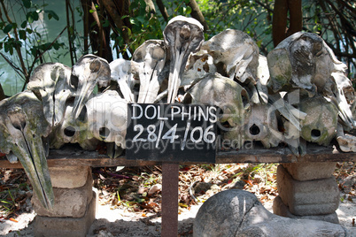 Zanzibar, Nungwi: beached dolphins