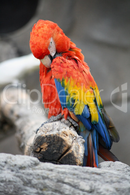 Scarlet Macaw (Ara Macao)