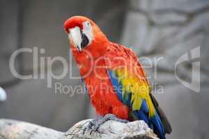 Scarlet Macaw (Ara Macao)