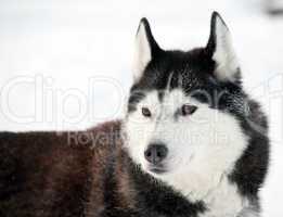 northern sled dog