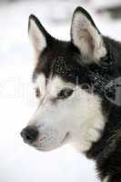 Malamute dog