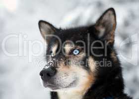 blue-eyed dog