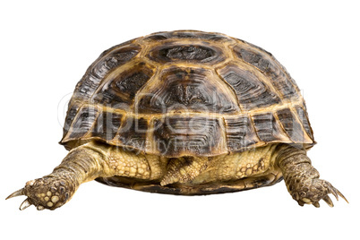 turtle back