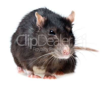 grey rat closeup