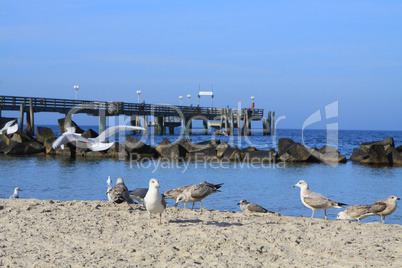 Möwen am Strand von Wustrow