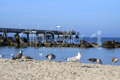 Möwen am Strand von Wustrow