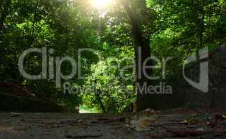 Sunlight in the green forest