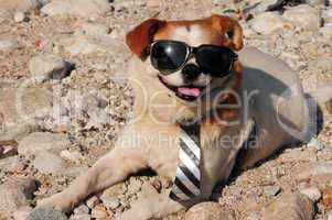 Funny puppy in sunglasses