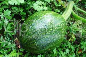 Green pumpkin