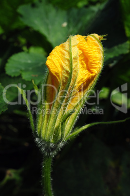 Pumpkin flower