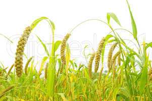 Millet fields