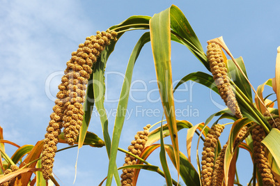 Millet fields