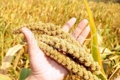 Millet fields