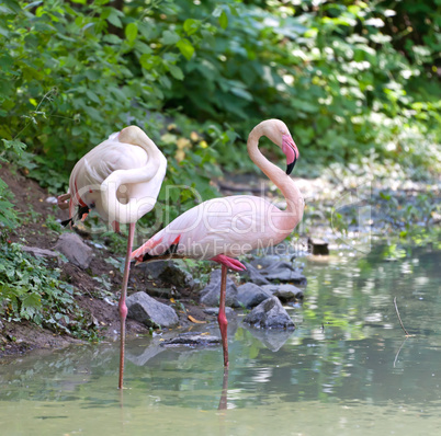 Pair of rose flamingo stranding in the lake