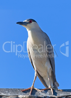 Adult Black-crowned Night Heron, Nycticorax nycticorax
