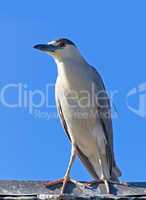 Adult Black-crowned Night Heron, Nycticorax nycticorax