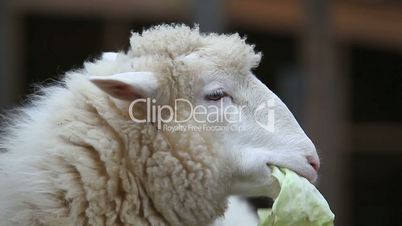sheep eat cabbage leaf
