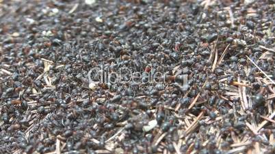 Ants building anthill