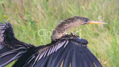 Anhinga (2 shots)