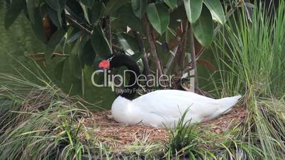Black-Necked Swan (2 shots)