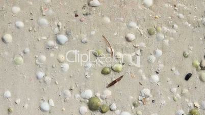 Seashells on Sand 1