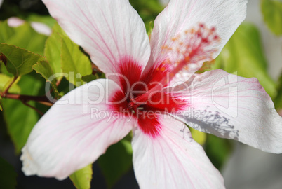 pink hibiskus