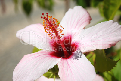 rosa hibiskus