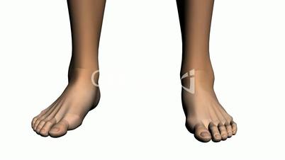 Rotation of 3D Foot.Leg,health,barefoot,foot,beauty,care,human,female,