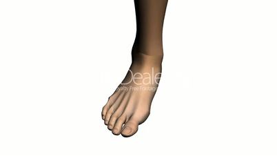 Rotation of 3D Foot.Leg,health,barefoot,foot,beauty,care,human,female,