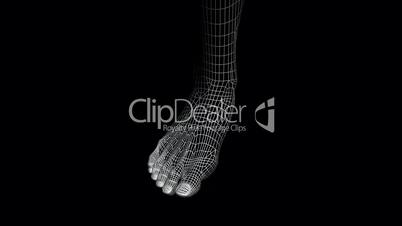 Rotation of 3D Foot.Leg,health,barefoot,foot,beauty,care,human,female,Grid,mesh,sketch,structure,