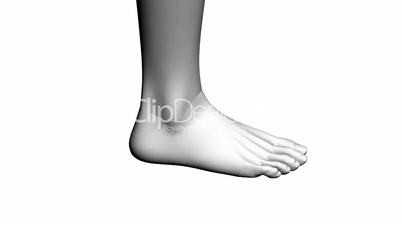 Rotation of 3D Foot.Leg,health,barefoot,foot,beauty,care,human,female,plaster,sculpture,