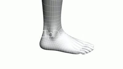 Rotation of 3D Foot.Leg,health,barefoot,foot,beauty,care,human,female,Grid,mesh,sketch,structure,
