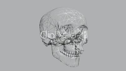 Rotation of 3D Skull.bone,death,skeleton,illustration,design,dead,Grid,mesh,sketch,structure,