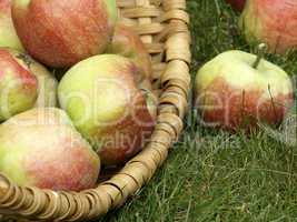 Frische Äpfel