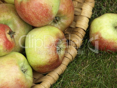 Frische Äpfel