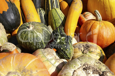 Kürbis-Ernte - Many different pumpkins for sale on trailer