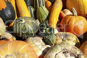 Kürbis-Ernte - Many different pumpkins for sale on trailer