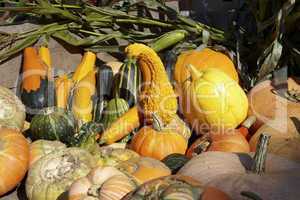 Kürbis-Ernte auf Anhänger - Many different pumpkins for sale on trailer