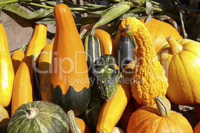 Kürbis-Ernte auf Anhänger - Many different pumpkins for sale on trailer