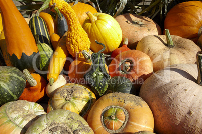 Kürbis-Ernte auf Anhänger - Many different pumpkins for sale on trailer