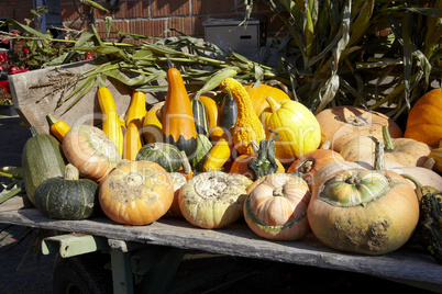 Kürbis-Ernte auf Anhänger - Many different pumpkins for sale on trailer