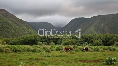 Cattle in Hawaiian Valley
