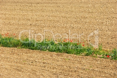 Acker + Mohn